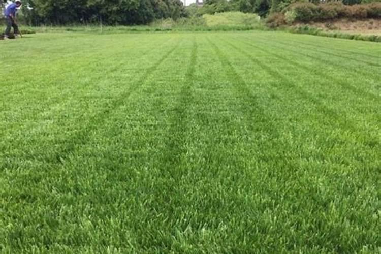 高产大姜施肥方法 姜如何施肥