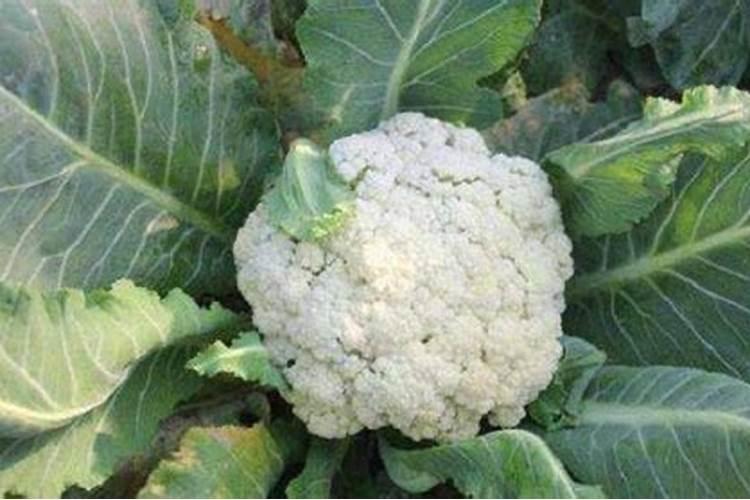 槟榔树植物栽培