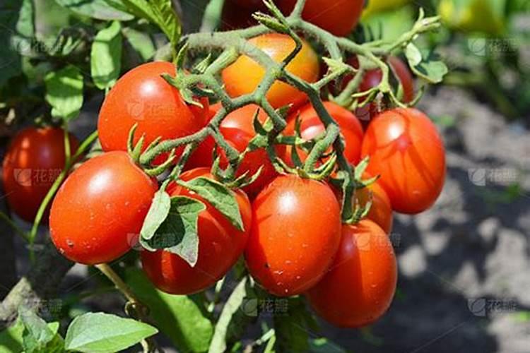 番茄中后期用什么肥料膨果啊