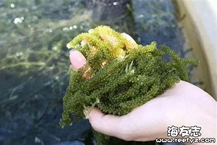 葡萄采摘后子肥该怎么施？
