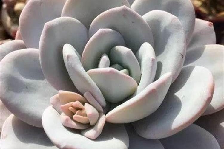 各位老师套袋葡萄裂果怎么回事？