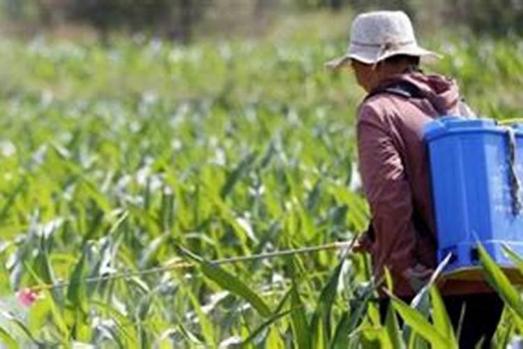 玉米控旺剂能和叶面肥一起用吗