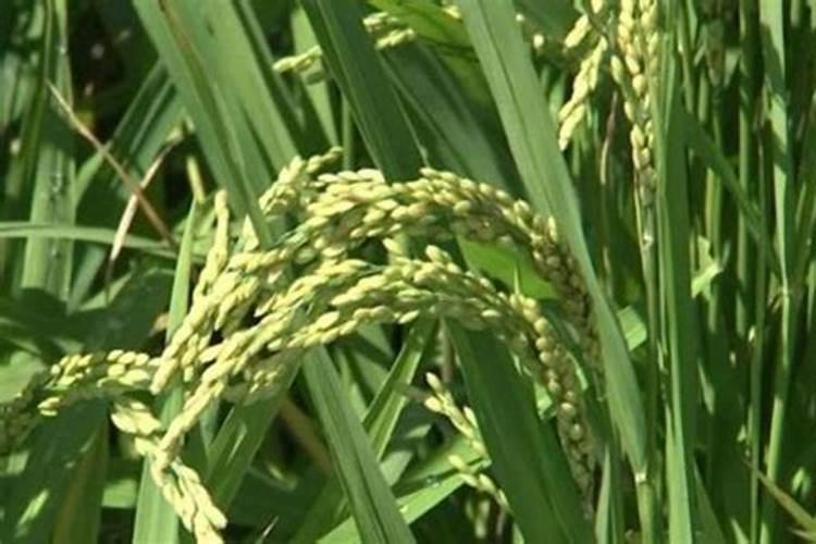 哪种象草产量最高？