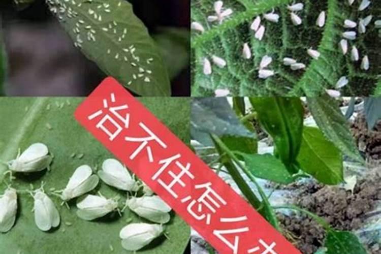 自家花园如何打理？10个花园养护小妙招
