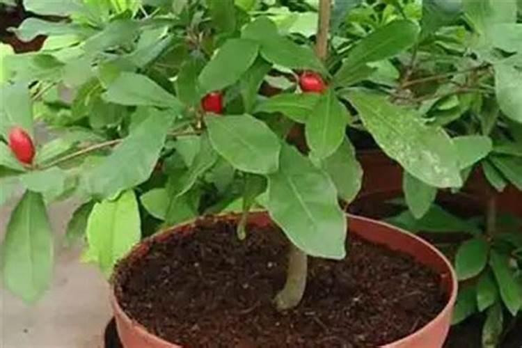 花叶子变黑死亡,有什么方法解决？