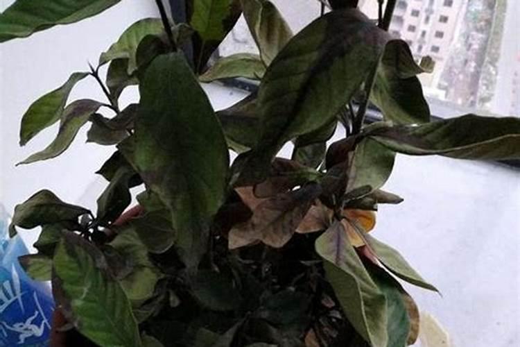 神秘果长几片叶子能施肥？