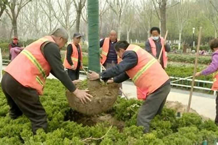 西瓜防根腐怎么冲施乙酸铜