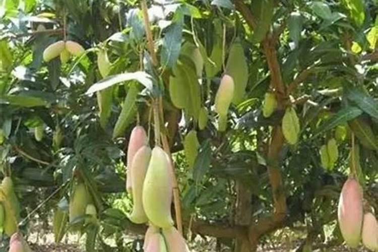 红叶石楠施什么肥才能让叶子更红