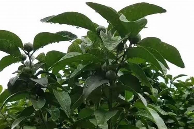 无公害甜瓜如何施肥？