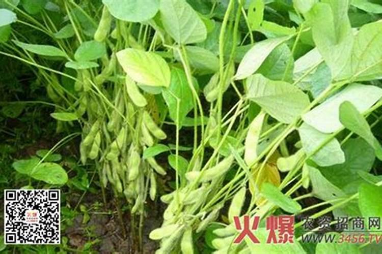 生命素这玩意,我怎么听说就是叶面肥,和市面上的差不多,是这样的吗 ？