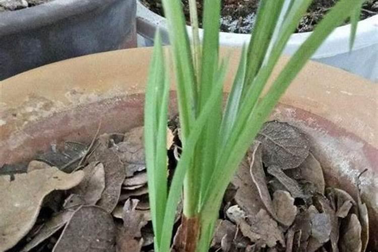 秋天会使植物变黄的颜色是什么？