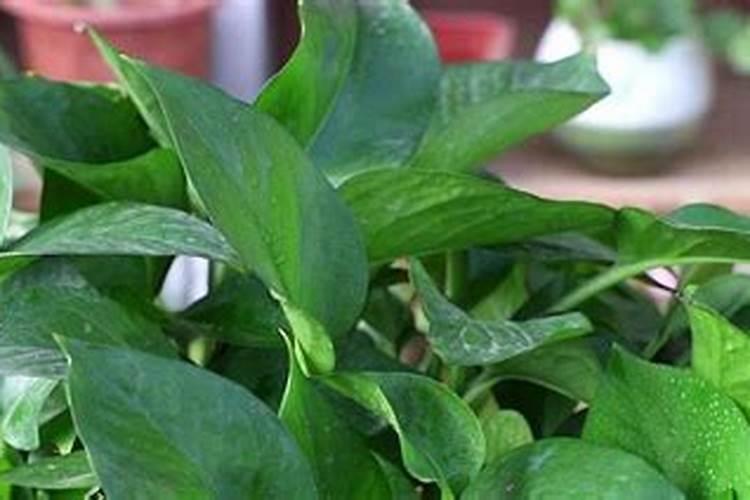 使叶面深绿的叶面肥,使叶色浓绿的是什么肥