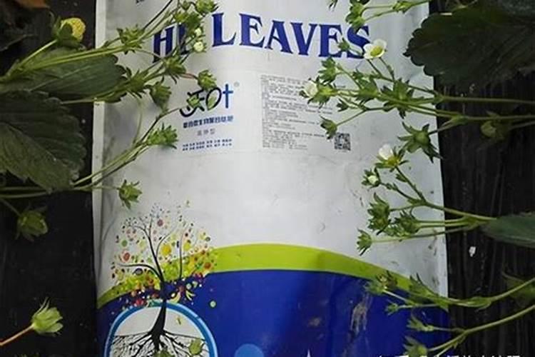 氮肥施用量过大对西红柿的影响