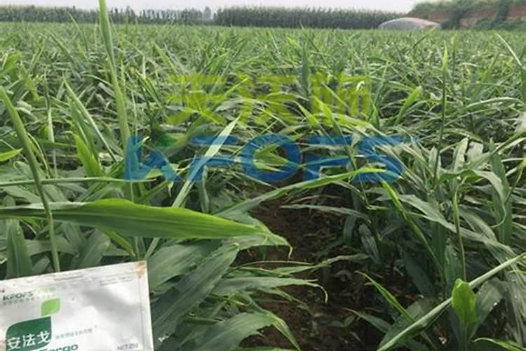 氮肥过多对西红柿的影响