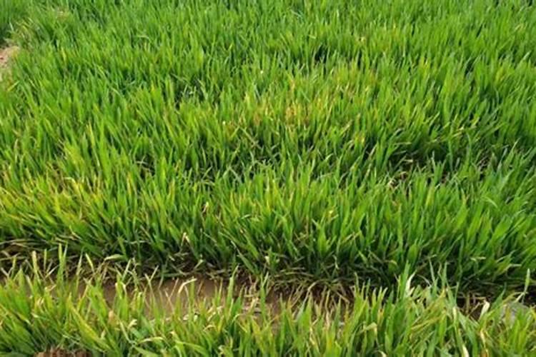 番茄坐果后怎样施肥？西红柿叶面肥喷施注意什么？