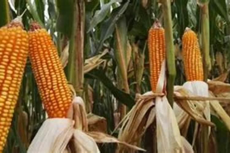 玉米后期打什么叶面肥能增加产量？