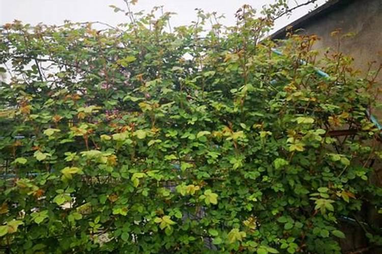 冬瓜苗移植后多少天可以施肥