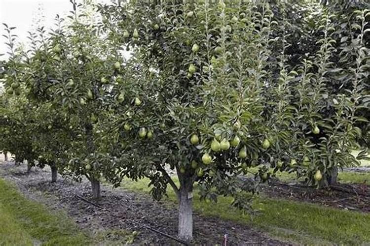 生理酸性肥料名词解释