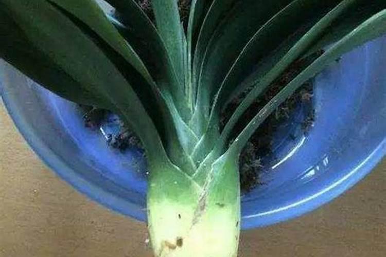 自制海藻肥料方法