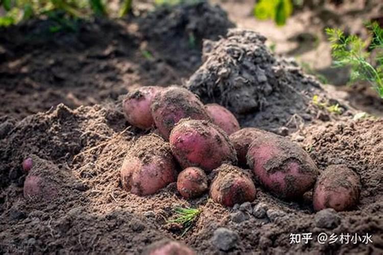 莲子专用硼肥怎么用
