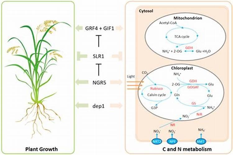 种植阳光玫瑰葡萄时,需要施什么肥呢？