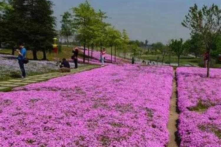 磷酸二氢钾如何浇栀子花