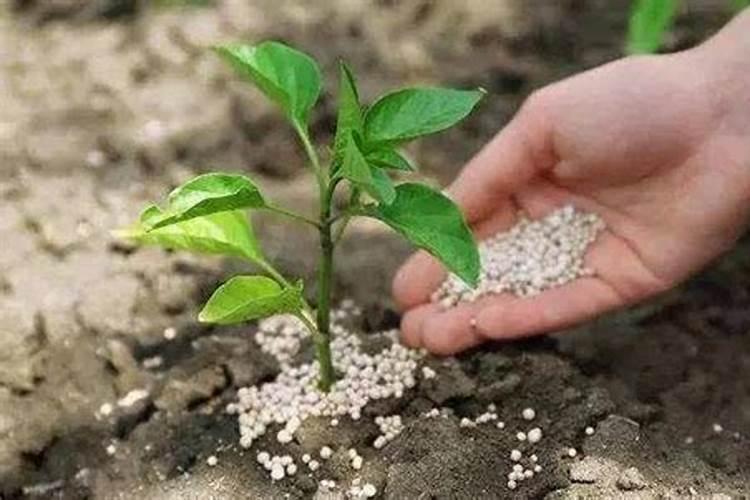 文竹应该施什么肥