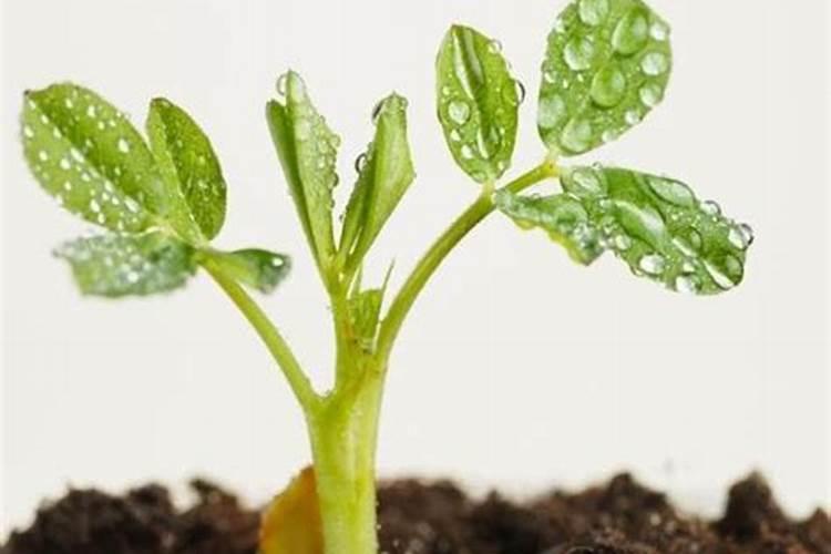 矿源黄腐酸钾使用方法