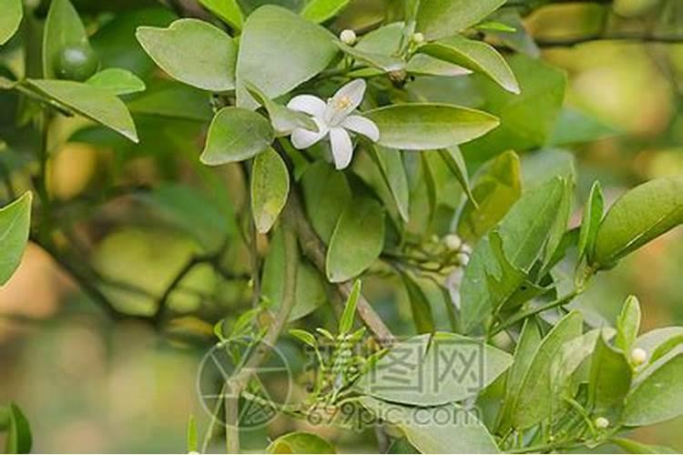 赤霉素能替代芸苔素内酯吗？ 优秀杀虫剂之二溴磷简单介绍