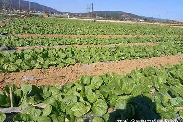 目前市场主流水溶性肥料品牌有哪些？