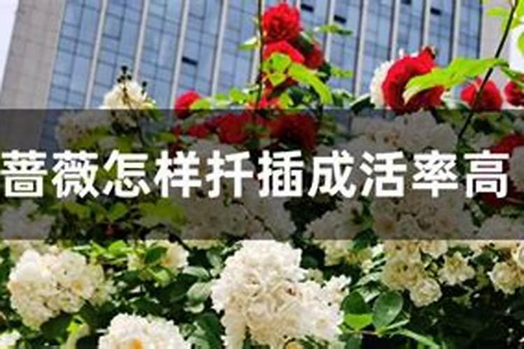 世界上最长的一串香蕉是什么