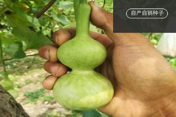 药葫芦种植方法