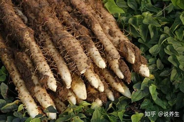 夏天移栽三角梅会死吗？什么时候扦栽三角梅最合适,