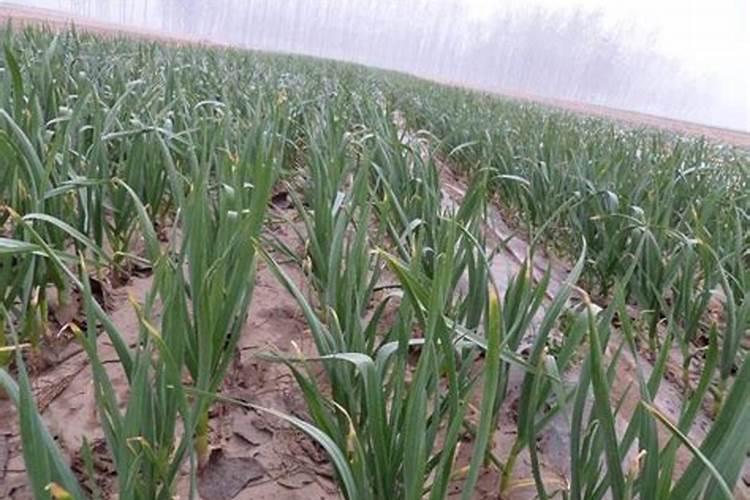 芸苔素内酯可以滴灌冲施吗一亩地冲是多少？