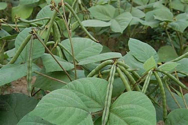 芸苔素使用技巧