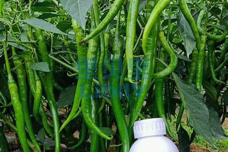 什么是土壤污染,它有什么种类,看过下面你就知道了(三)