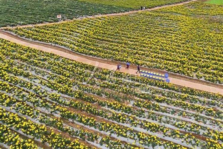 菊花有花蕾时能用磷酸二氢钾喷叶面肥吗