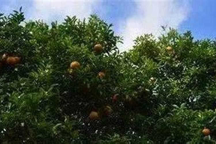 氨基酸叶面肥果树涂杆枝术怎么操作？