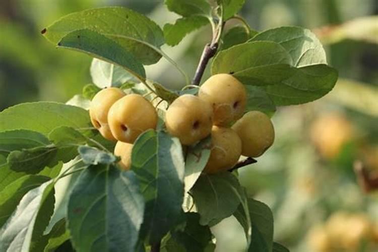 小麦叶面肥与氨基酸叶面肥好还是多肽鱼蛋白好