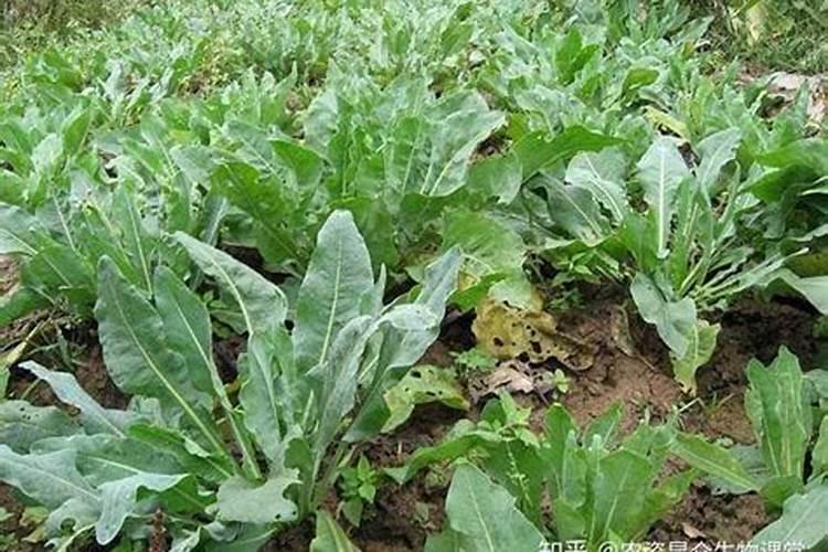 杀菌剂的分类和作用有哪些 农用杀菌剂的主要成分及配方是什么