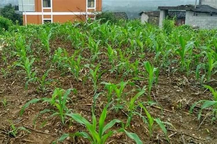 一亩玉米地该施多少肥料？