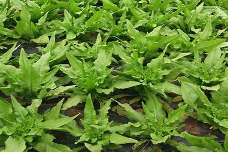 油麦菜病虫害防治技术与方法