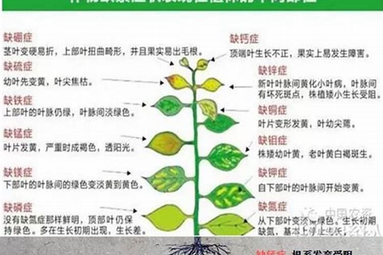 为什么作物需要补钙？钙的营养功能及作物缺钙症状详解