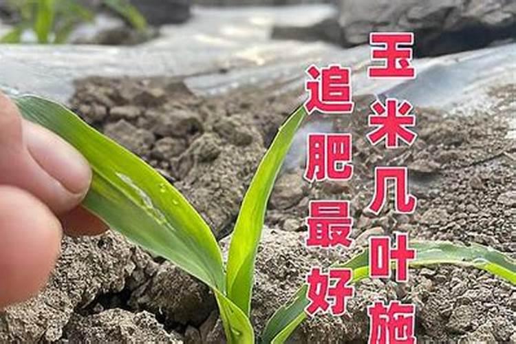 玉米几片叶追肥效果最好