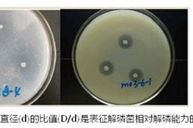 钙镁磷钾肥主要成分是什么？
