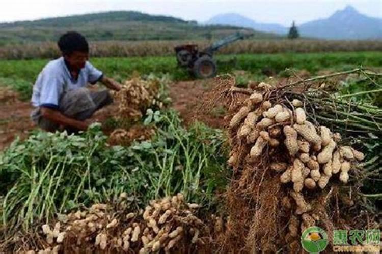 花生施肥用什么肥料,追肥用什么肥料