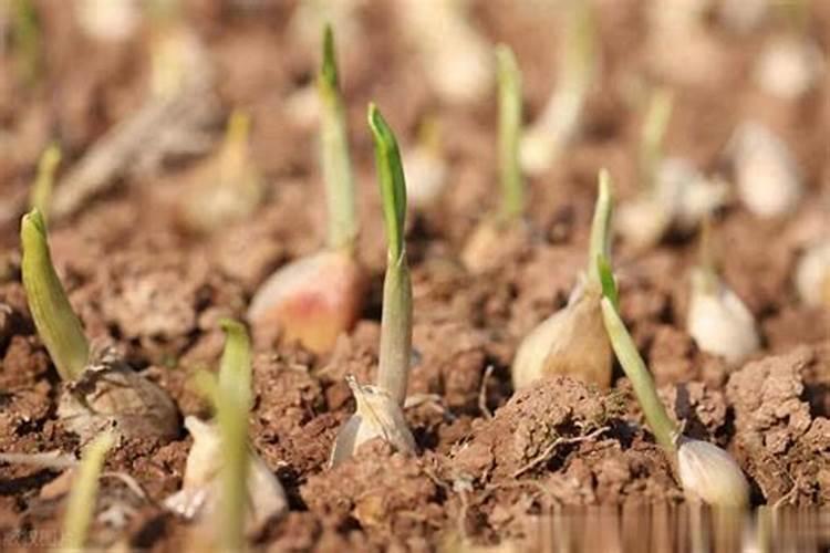 土豆苗冻了怎么办