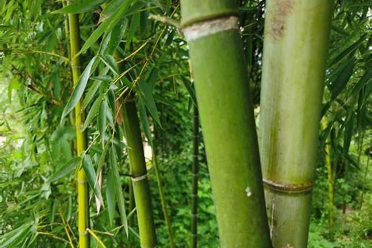 雷竹如何种植能高产