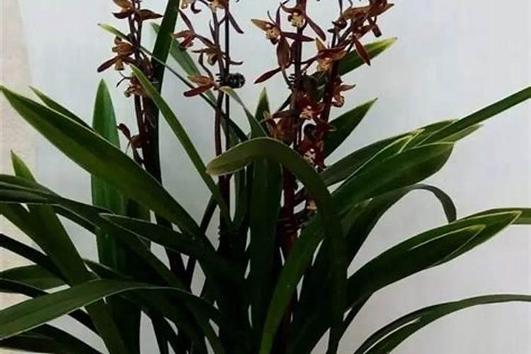 兰花出花剑怎么处理(有关兰花窜花箭注意事项)