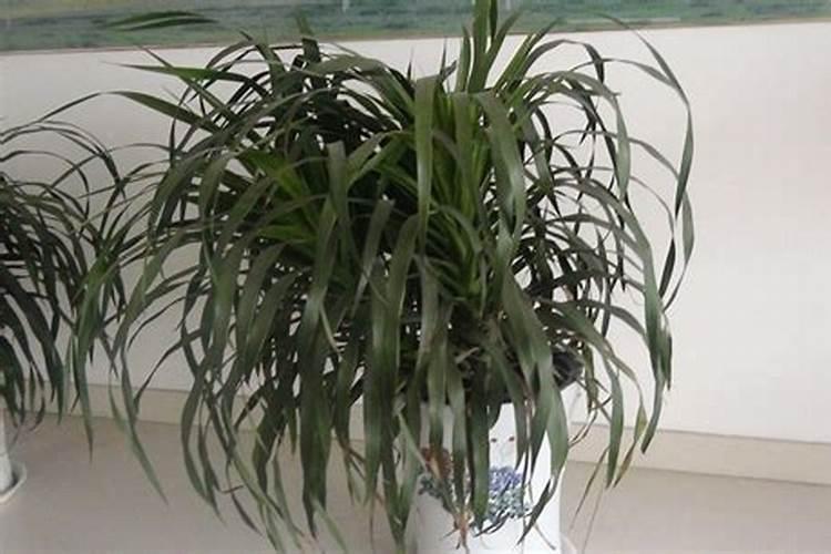 果树移栽后多久生根如何提高移栽成功率